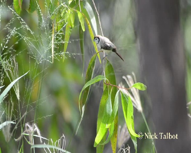 Double-barred Finch - ML201732101