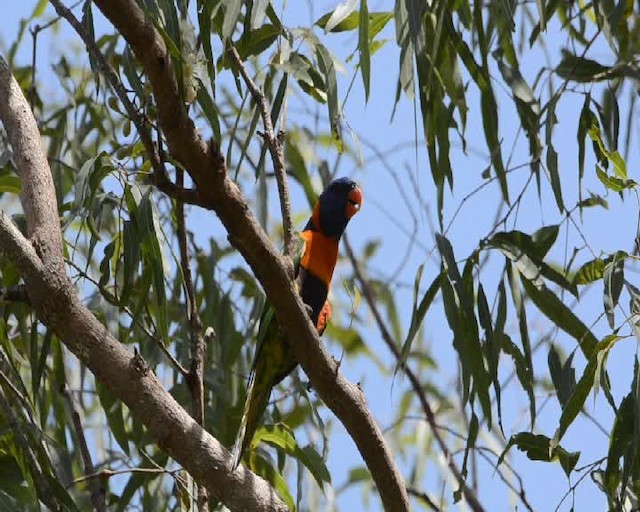 Red-collared Lorikeet - ML201732111