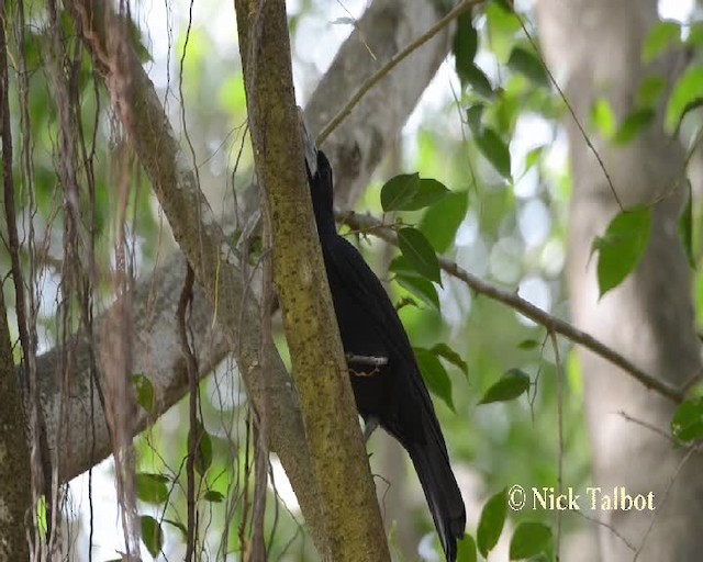 Black Butcherbird - ML201732121