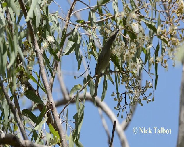 White-gaped Honeyeater - ML201732131