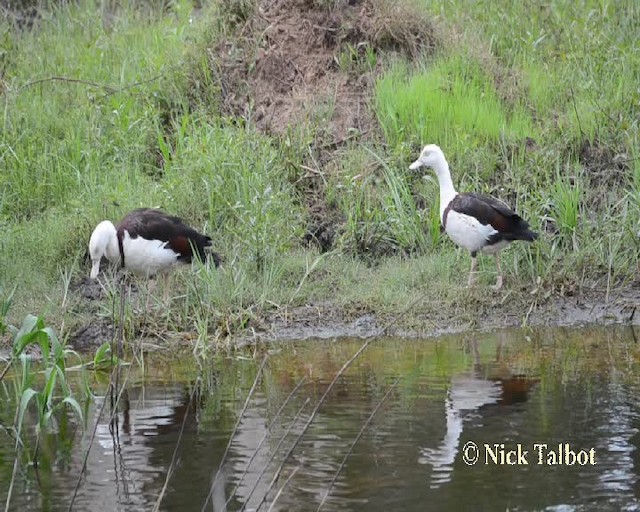 Radjah Shelduck - ML201732151