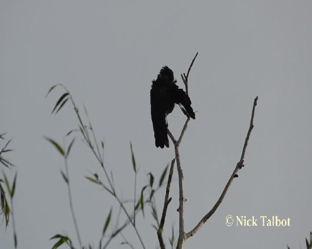 Black Butcherbird - ML201732161