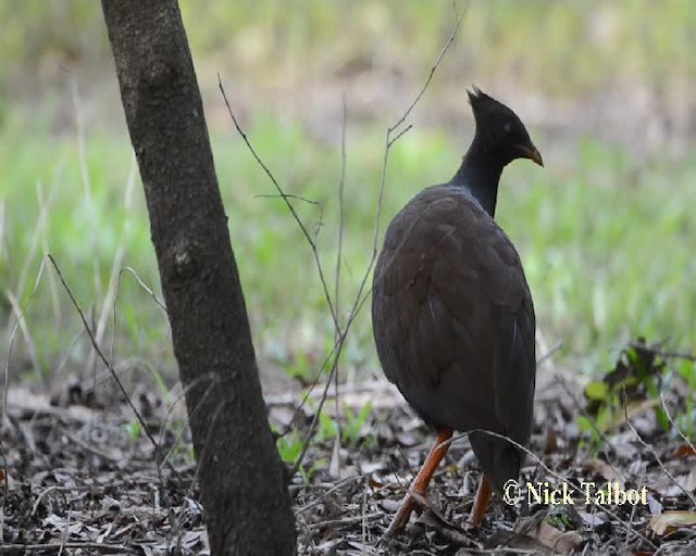 Rotbein-Großfußhuhn - ML201732171