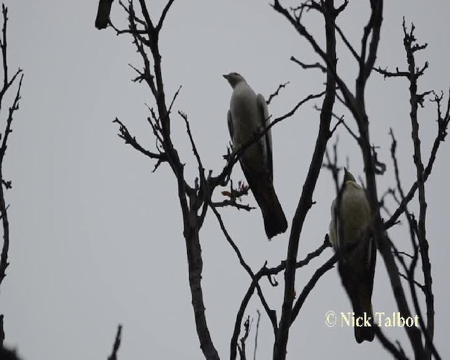 Torresian Imperial-Pigeon - ML201732211