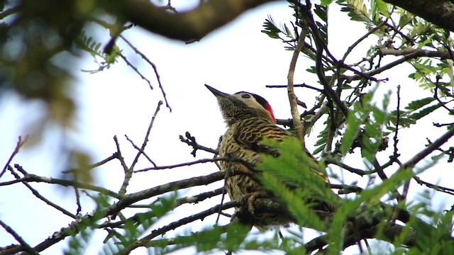 datel mravenčí (ssp. melanochloros/nattereri) - ML201732271