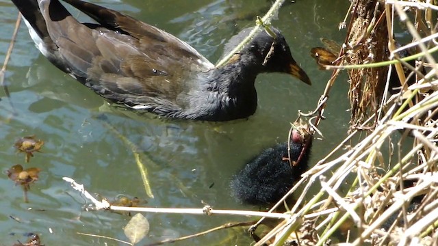 Gallinule d'Amérique (groupe galeata) - ML201732281