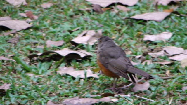 Rufous-bellied Thrush - ML201732301