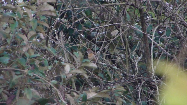 Planalto Slaty-Antshrike - ML201732321