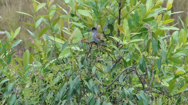 Batara à ailes rousses - ML201732351