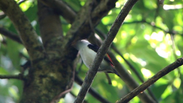 Pin-tailed Manakin - ML201732381