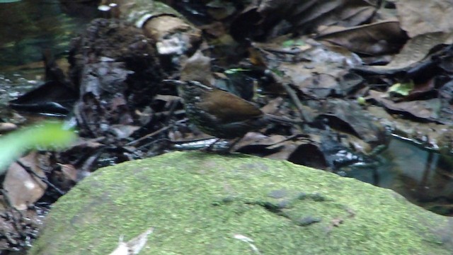 Sharp-tailed Streamcreeper - ML201732411