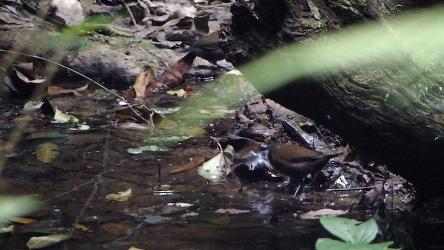 Sharp-tailed Streamcreeper - ML201732421