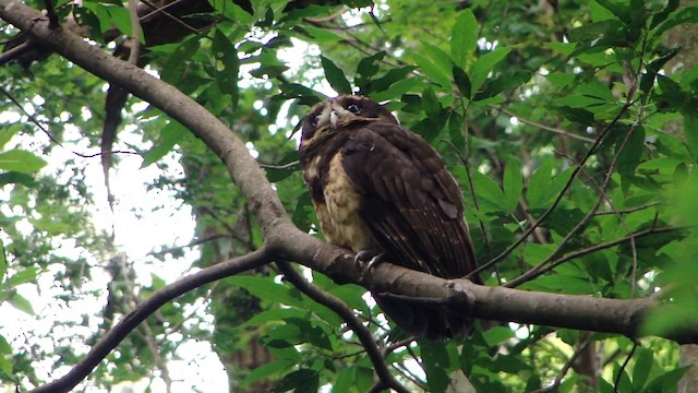Tawny-browed Owl - ML201732471