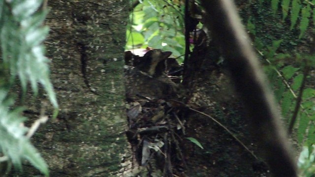 Variegated Antpitta - ML201732561