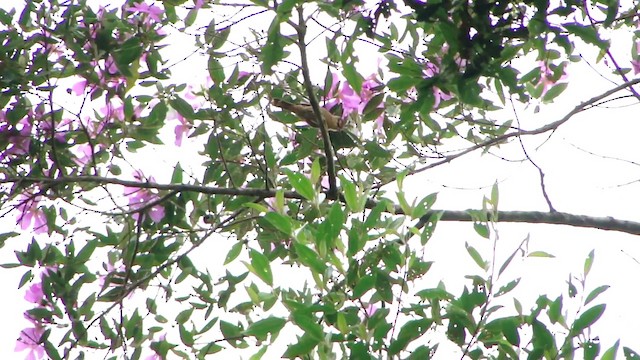 Brown Tanager - ML201732581