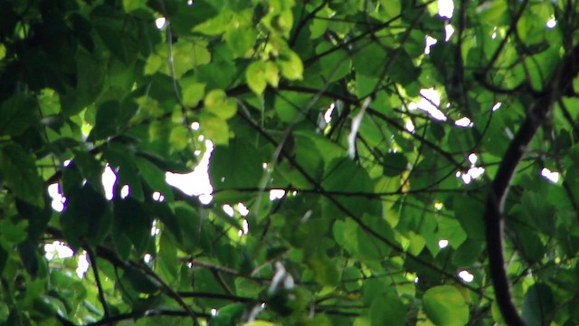 Oustalet's Tyrannulet - ML201732591