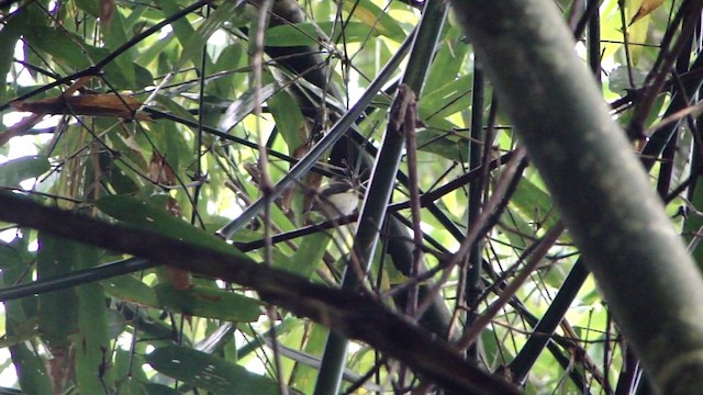 White-cheeked Tody-Flycatcher - ML201732651