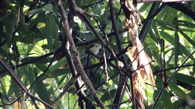 White-cheeked Tody-Flycatcher - ML201732661