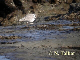 Hooded Plover - ML201732751