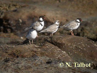 Chorlito Encapuchado - ML201732771