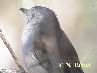 Gray Shrikethrush - ML201732791