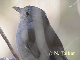 Gray Shrikethrush - ML201732801