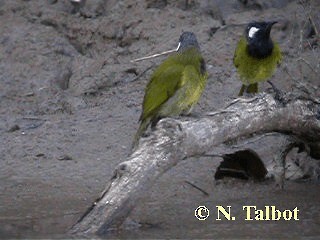 White-eared Honeyeater - ML201732841