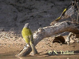 White-eared Honeyeater - ML201732851