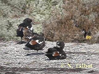 Australian Shelduck - ML201732881