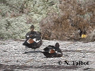 Australian Shelduck - ML201732891