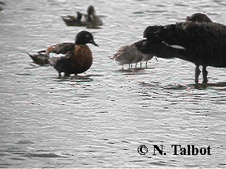 Australian Shelduck - ML201732901