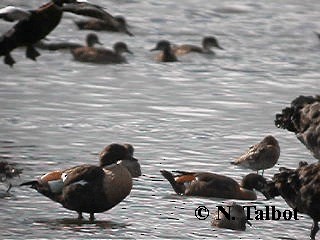 Australian Shelduck - ML201732911