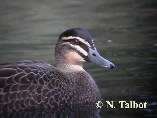 Canard à sourcils - ML201732941