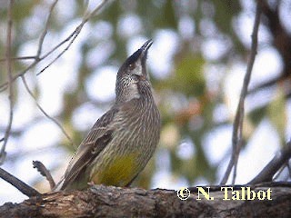 Red Wattlebird - ML201732961