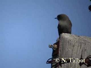 Dusky Woodswallow - ML201732971