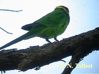 Australian Ringneck (Twenty-eight) - ML201732991