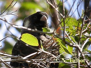 Cacatúa Fúnebre Piquilarga - ML201733061