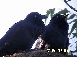 Corbeau d'Australie - ML201733071