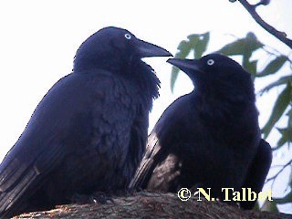 Australian Raven - ML201733081