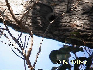 Varied Sittella (Black-capped) - ML201733091