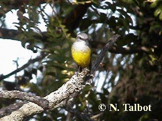 Western Yellow Robin - ML201733131