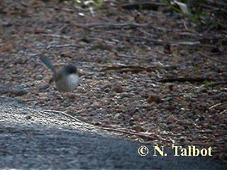 Red-winged Fairywren - ML201733161