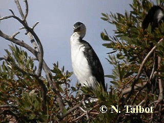 Little Pied Cormorant - ML201733211