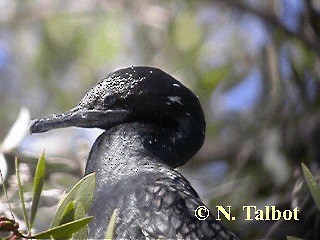 Little Black Cormorant - ML201733221