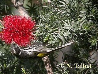 New Holland Honeyeater - ML201733231