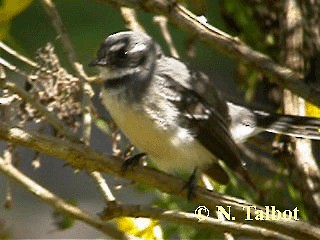 Gray Fantail (preissi) - ML201733281