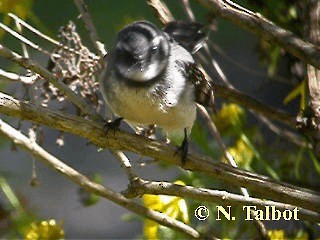 Gray Fantail (preissi) - ML201733291