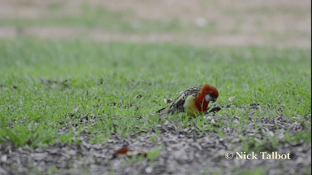 Eastern Rosella - ML201733311