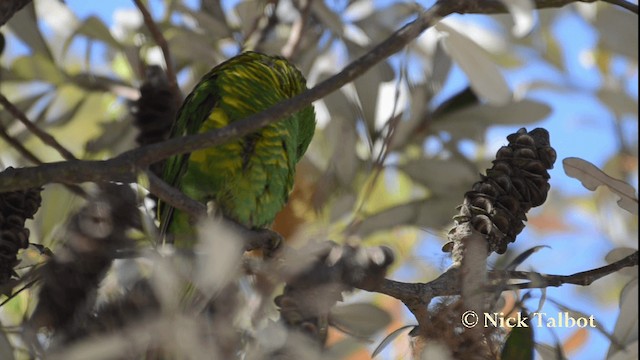 Scaly-breasted Lorikeet - ML201733331