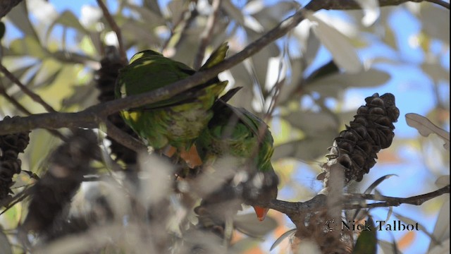 Scaly-breasted Lorikeet - ML201733341